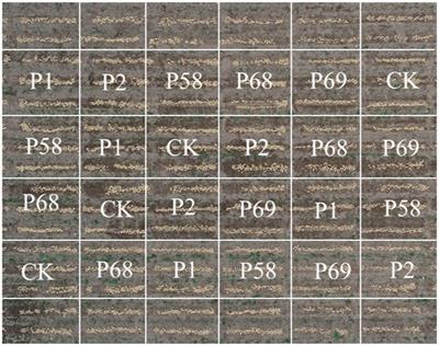 Transcriptome profiling of genes regulated by phosphate-solubilizing bacteria Bacillus megaterium P68 in potato (Solanum tuberosum L.)